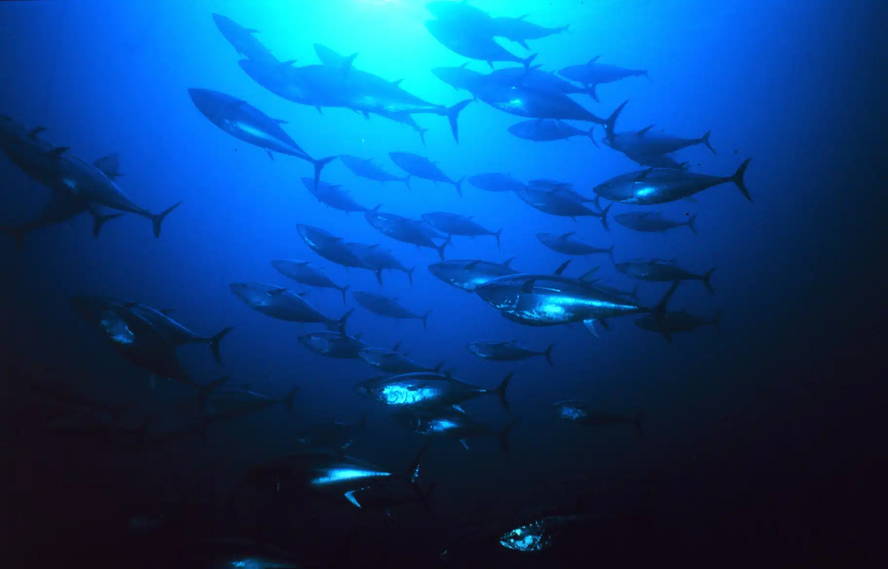 Princes and ISSF mark 10 years of science-led tuna sustainability improvements