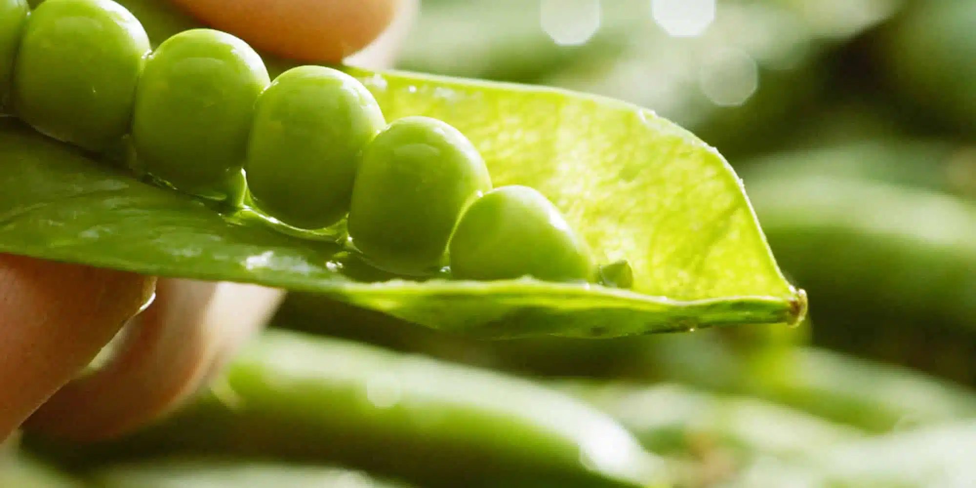 Pea plant completion marks first phase of £80m Long Sutton investment
