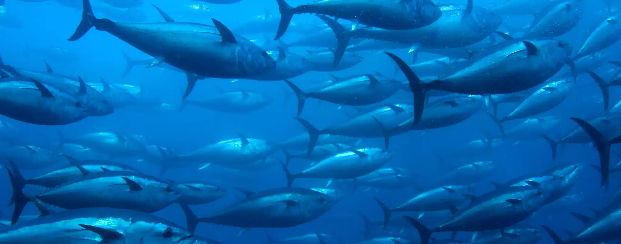 Senegal Pole and Line Tuna Fishery Improvement Project officially launches